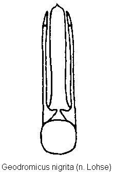 geodromicus_nigrita.gif