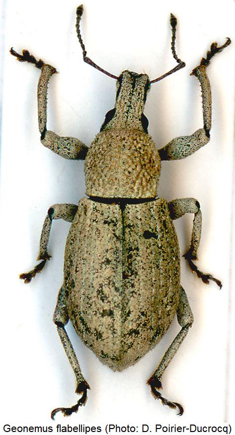geonemus_flabellipes_hab.jpg