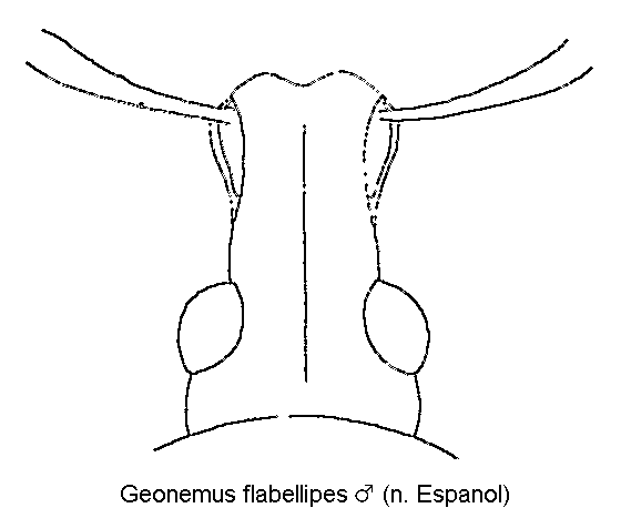 geonemus_flabellipes_k.gif