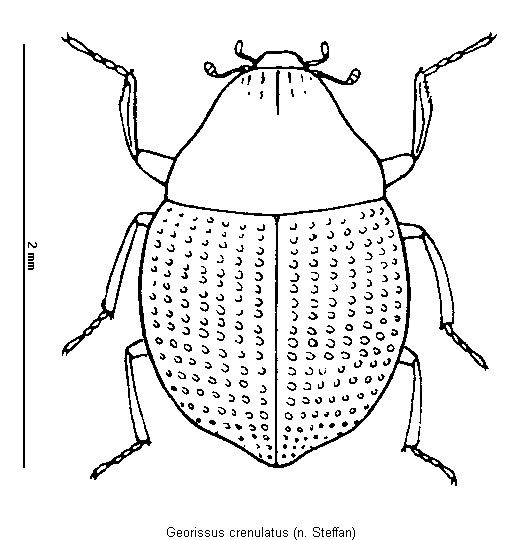 georissus_crenulatus_hab.gif