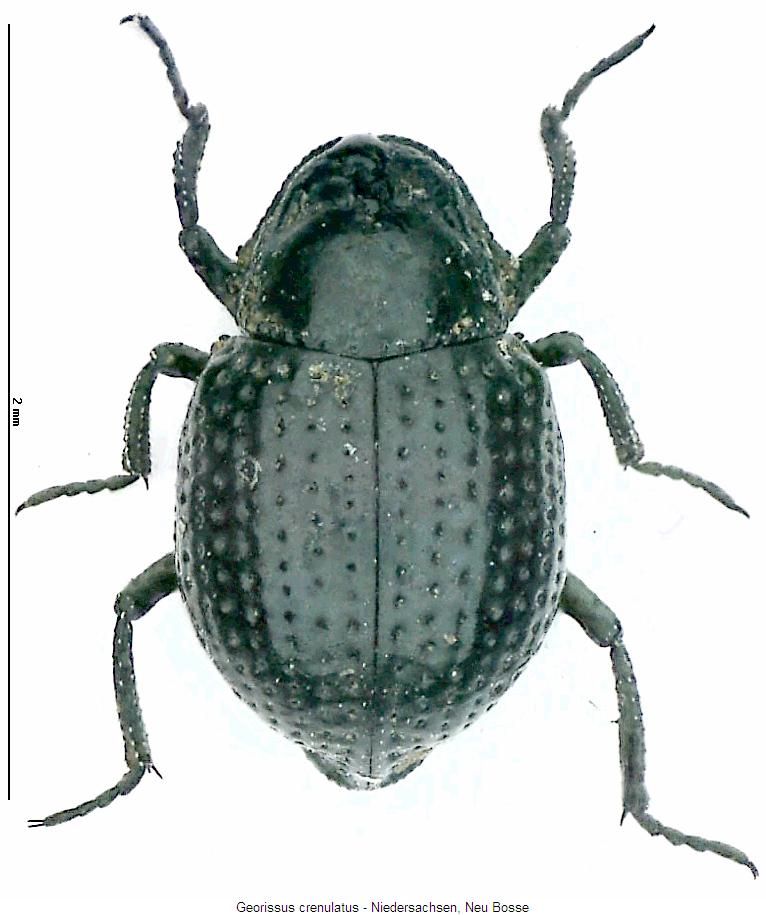 georissus_crenulatus_hab.jpg