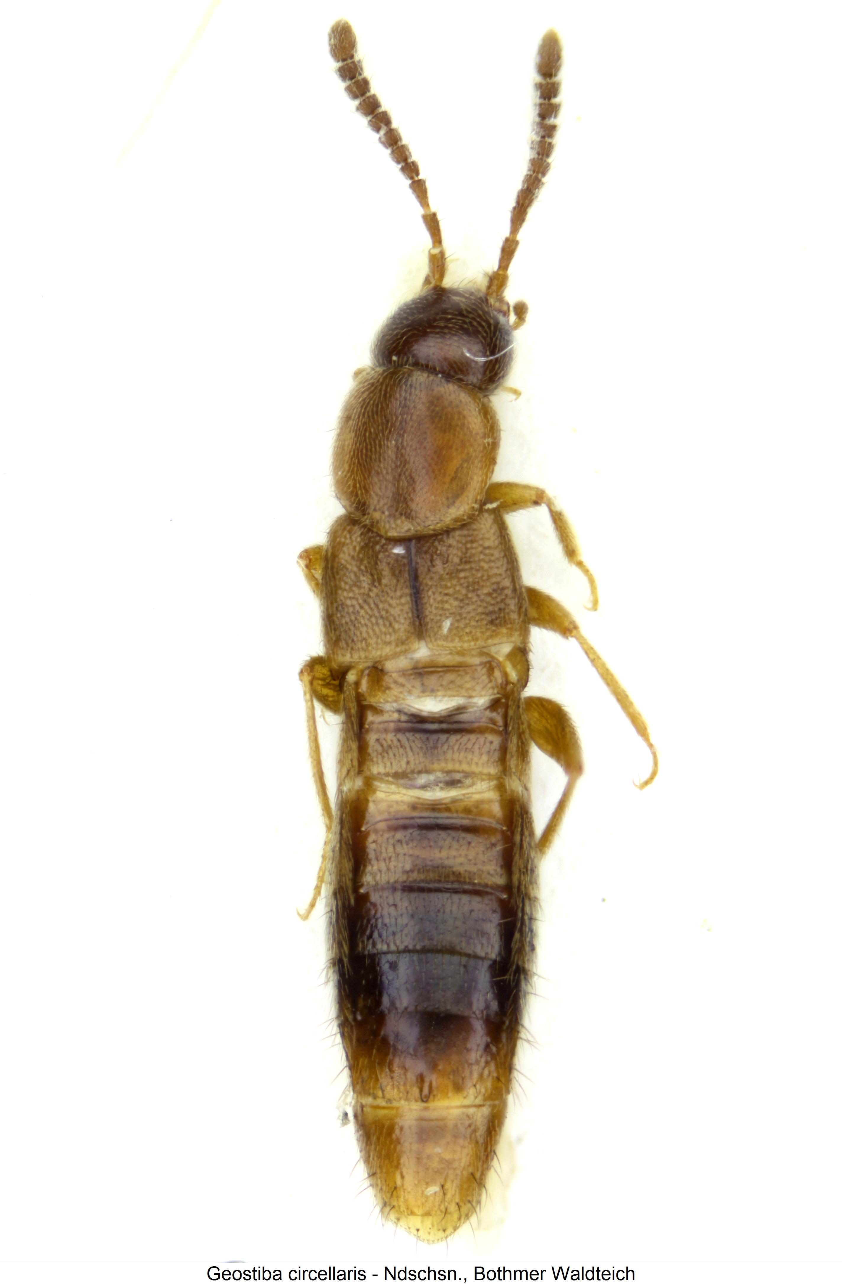 geostiba_circellaris_hab.jpg