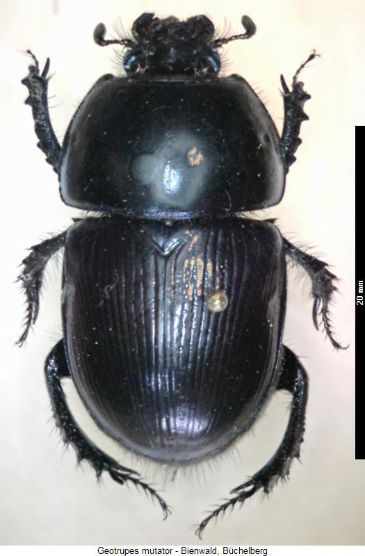 geotrupes_mutator_hab.jpg