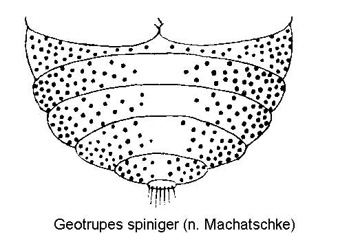 geotrupes_spiniger_abd.gif