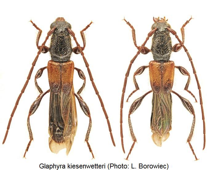 glaphyra_kiesenwetteri_hab.jpg