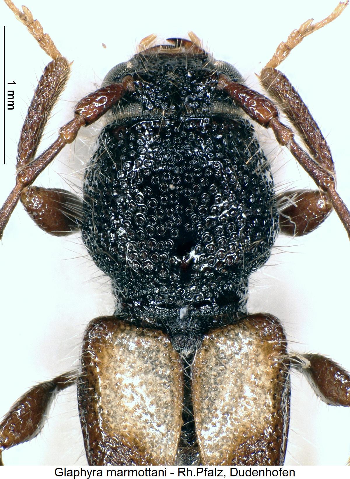 glaphyra_marmottani_vk.jpg