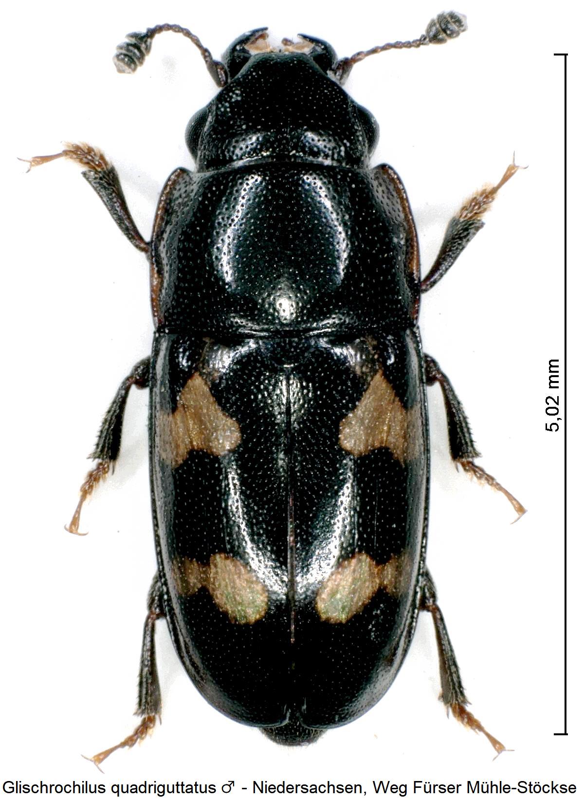 glischrochilus_quadriguttatus_hab1.jpg