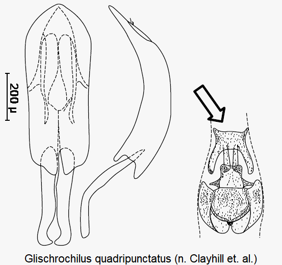glischrochilus_quadripunctatus.gif