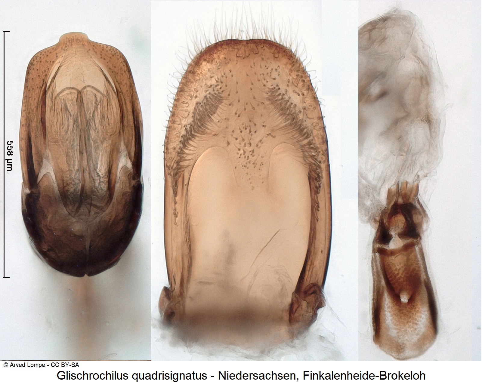 glischrochilus_quadrisignatus_ck36057521.jpg