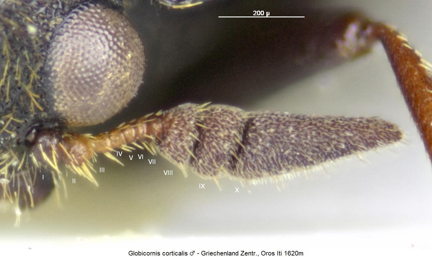 globicornis_corticalis_f.jpg
