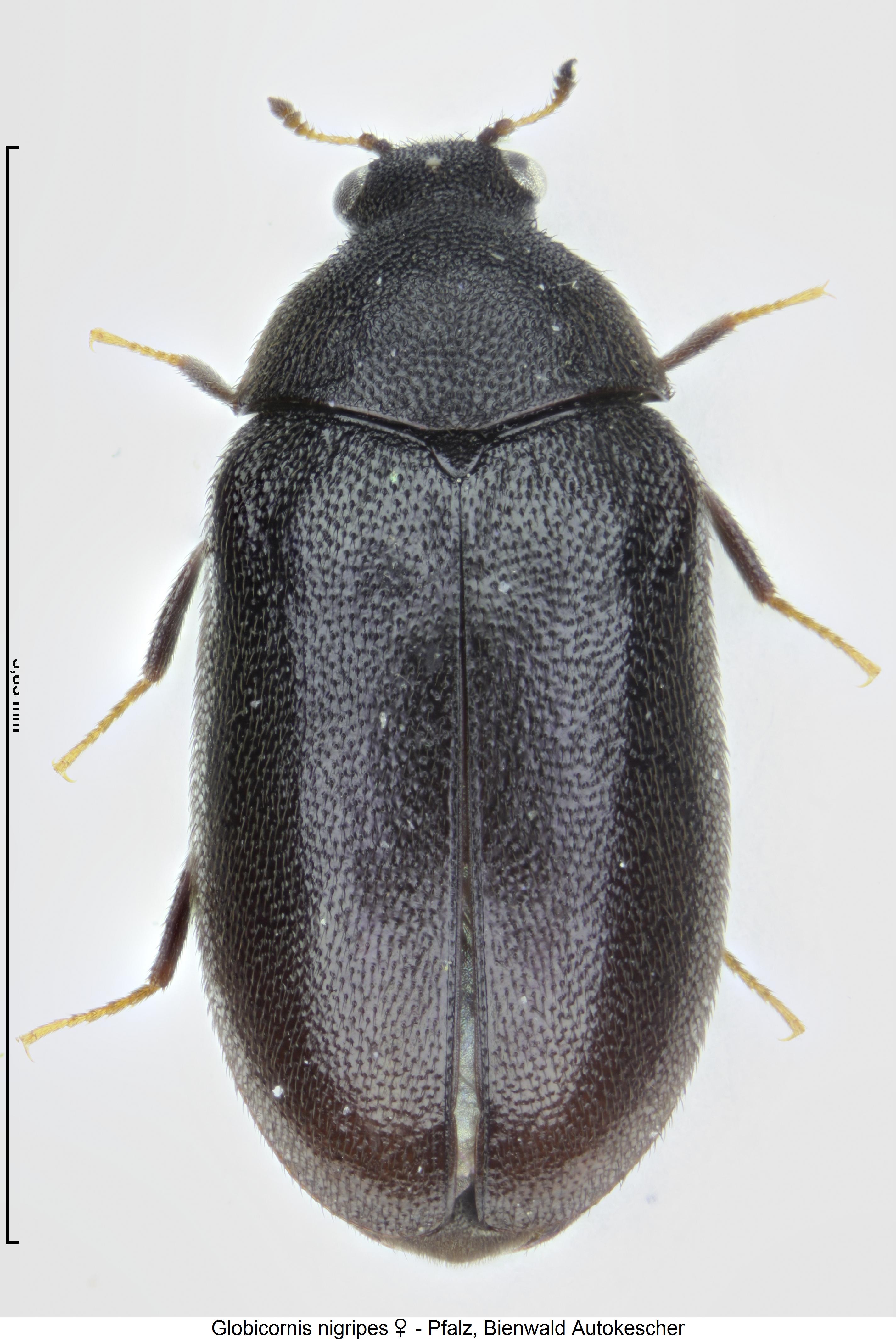 globicornis_nigripes_hab.jpg