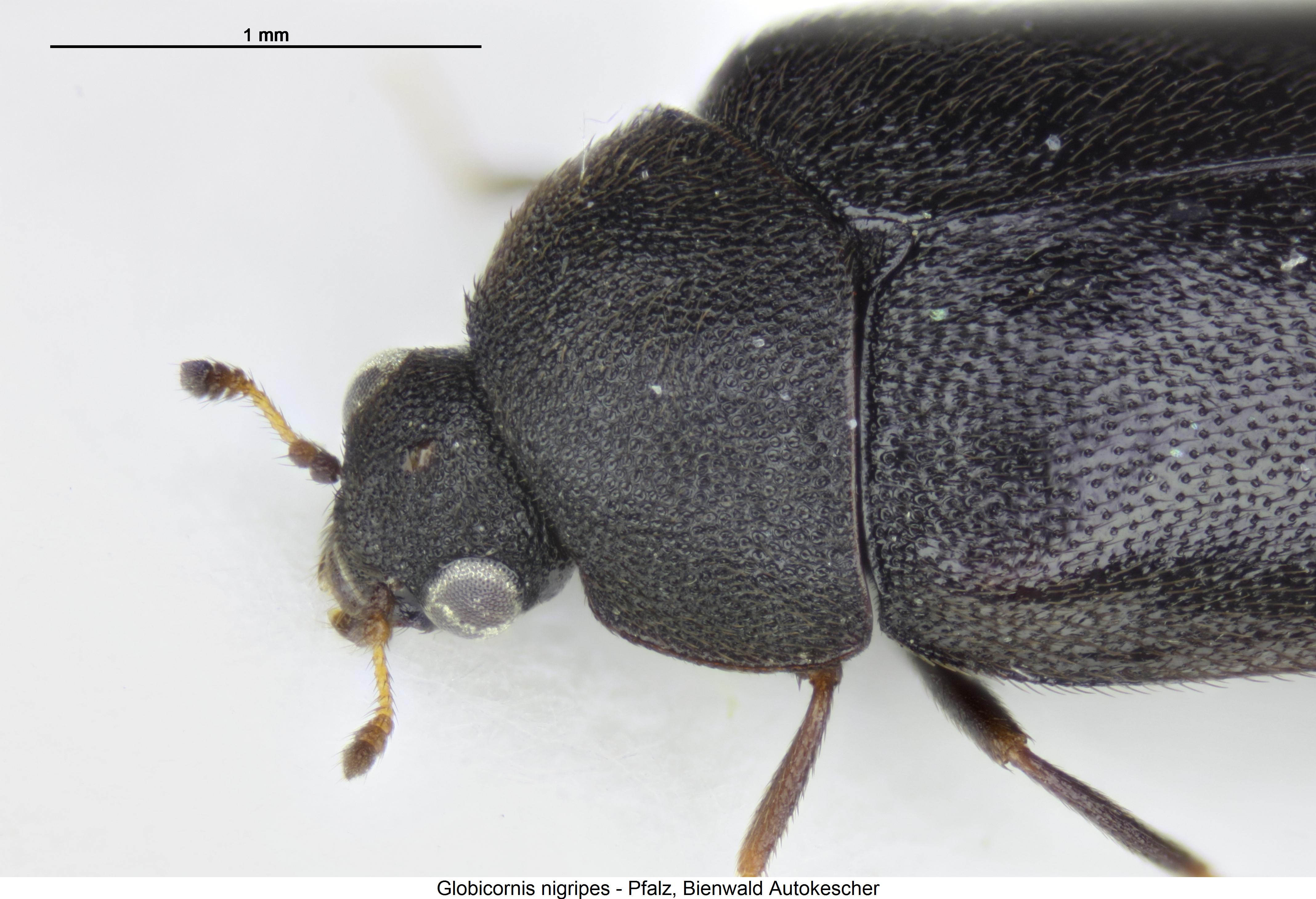 globicornis_nigripes_vk.jpg