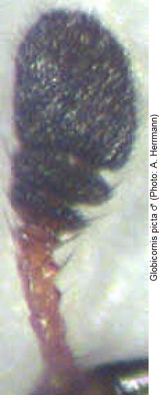 globicornis_picta_f.jpg