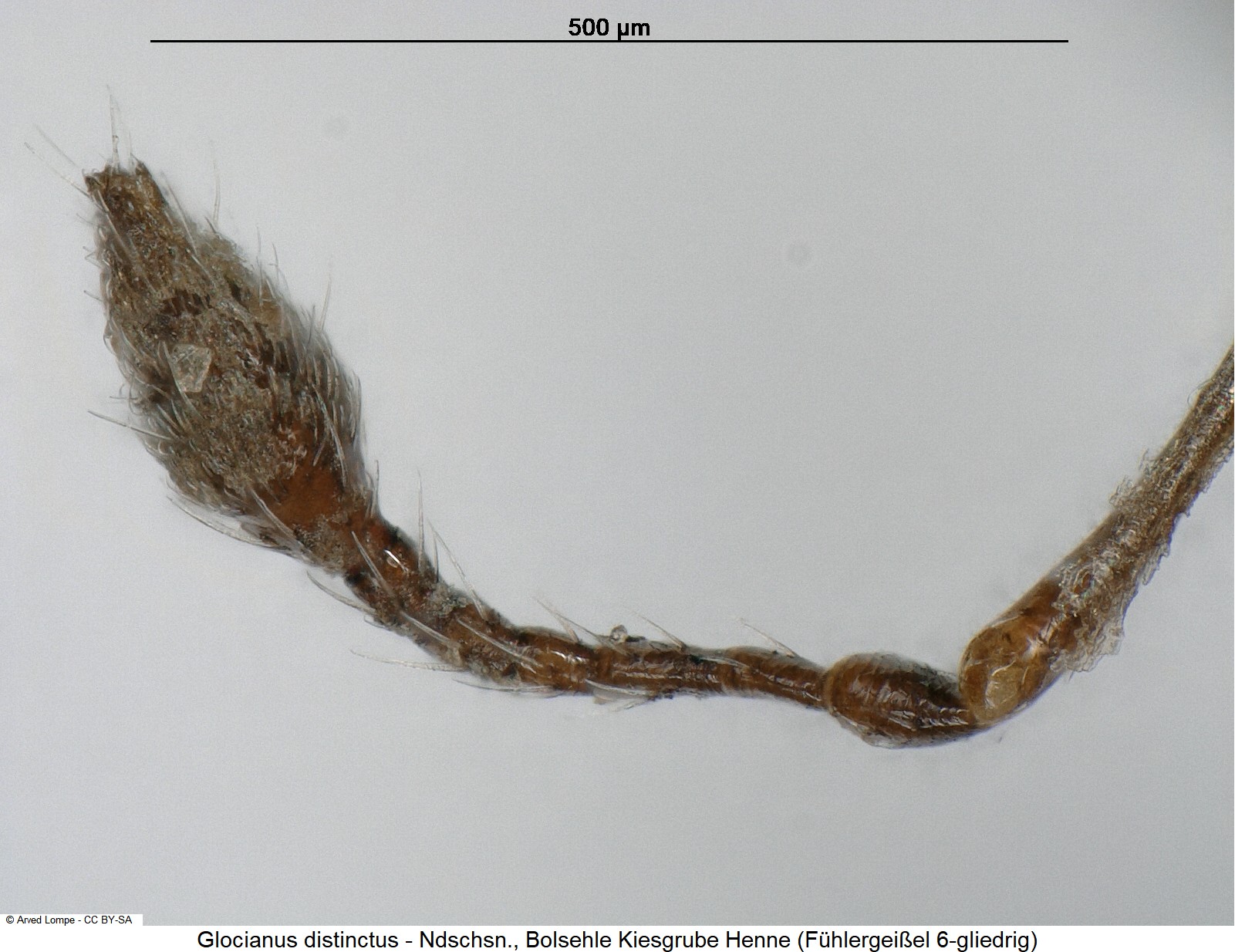 glocianus_distinctus_$24190_f.jpg