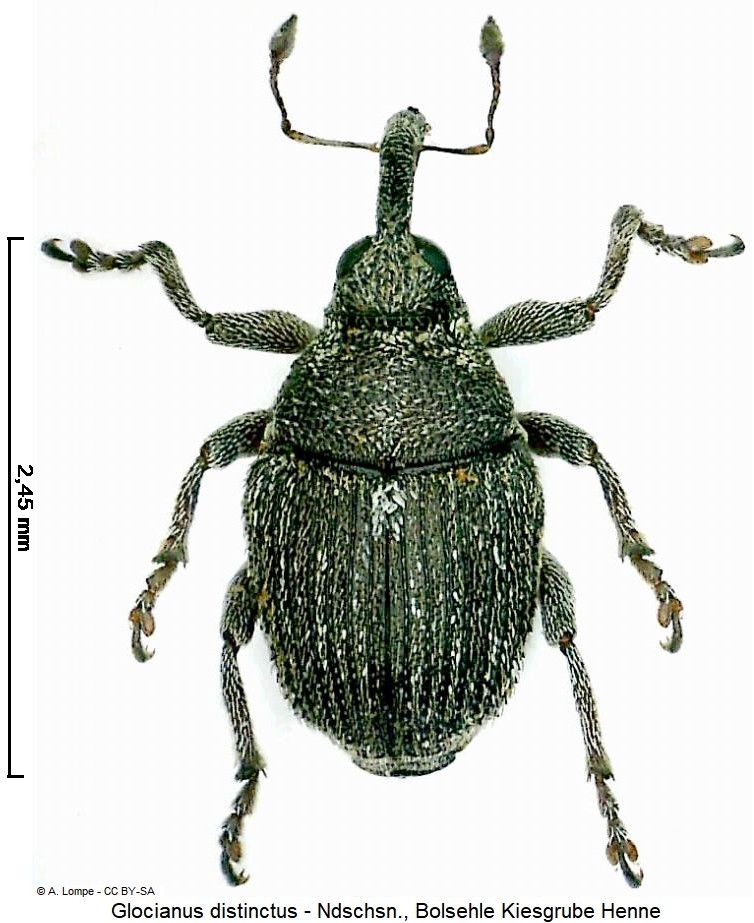 glocianus_distinctus_hab-1.jpg