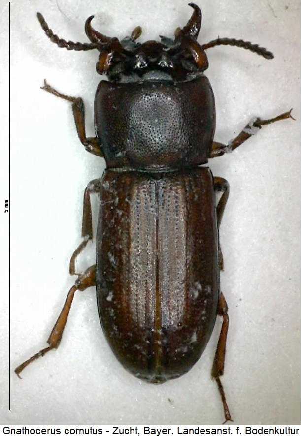 gnathocerus_cornutus_hab.jpg