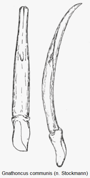 gnathoncus_communis1.gif