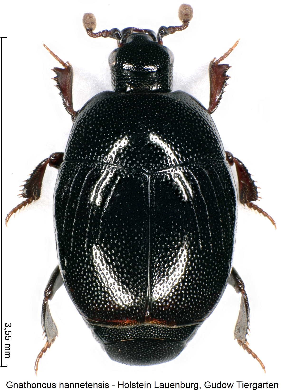 gnathoncus_nannetensis_hab.jpg