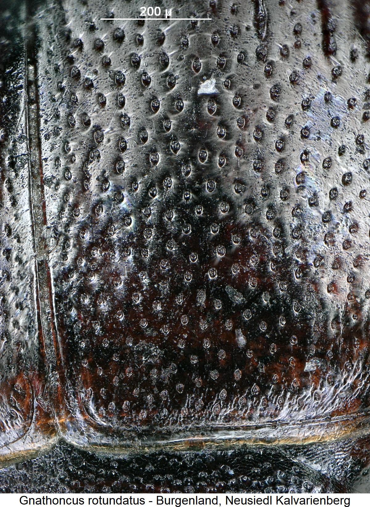 gnathoncus_rotundatus_fld.jpg