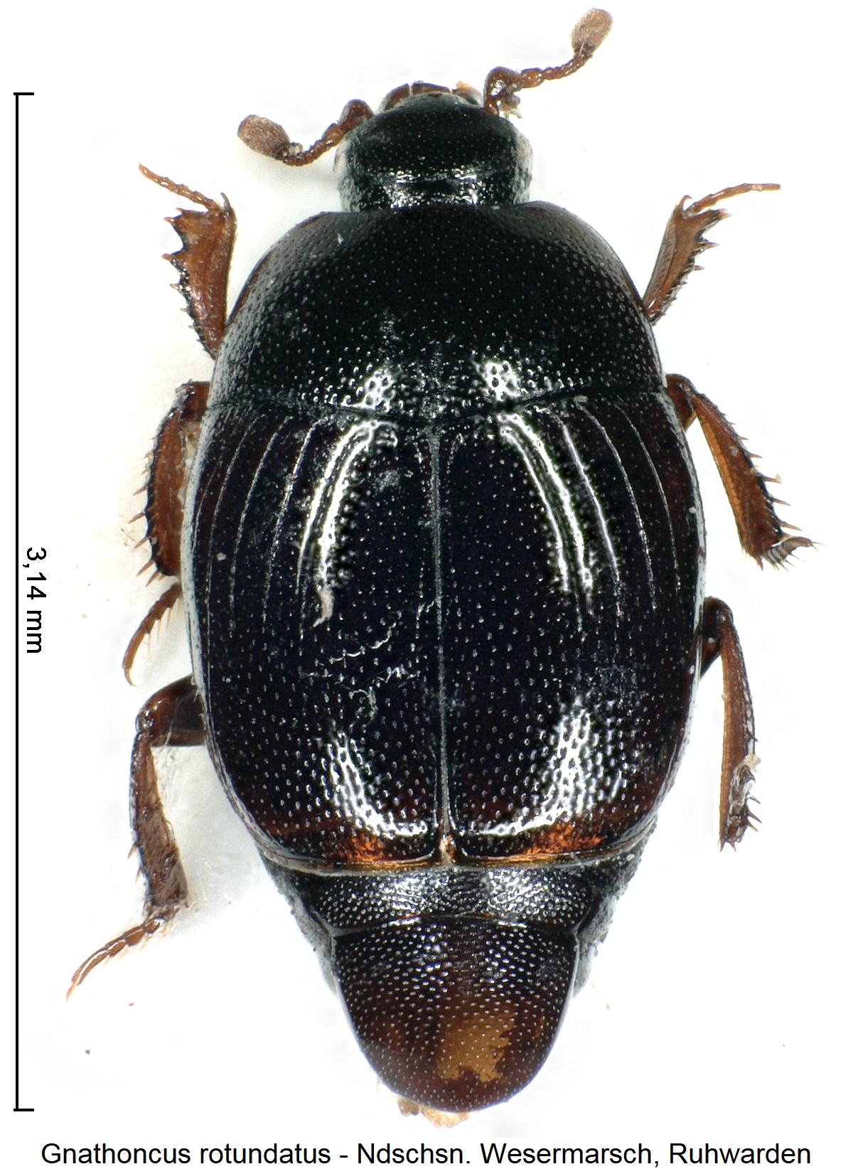gnathoncus_rotundatus_hab.jpg