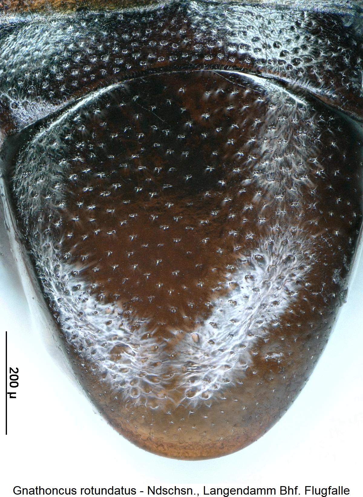 gnathoncus_rotundatus_pyg1.jpg