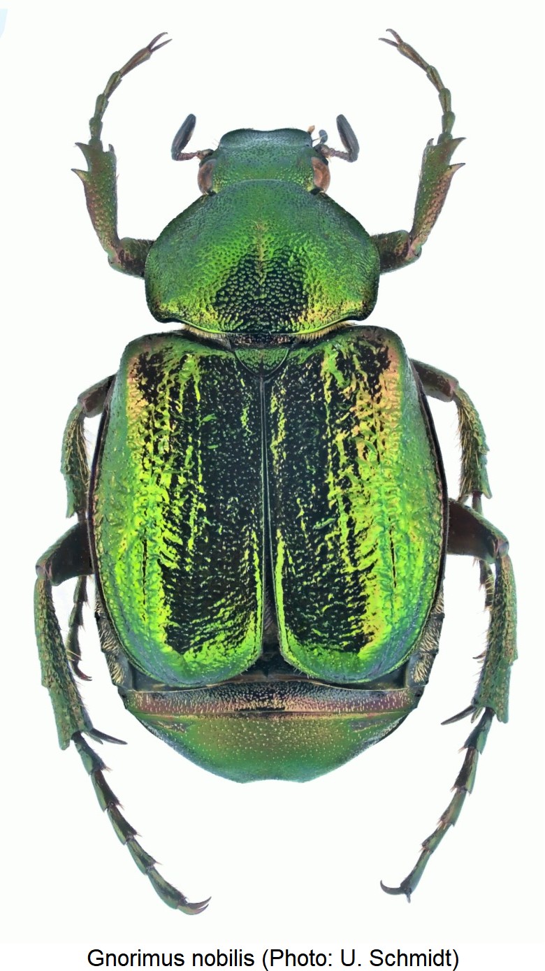 gnorimus_nobilis_hab.jpg