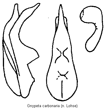 gnypeta_carbonaria.gif