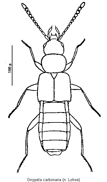 gnypeta_carbonaria_hab.gif