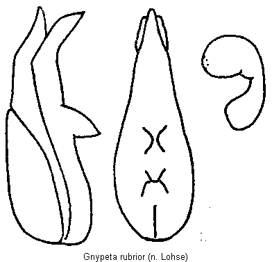 gnypeta_rubrior.gif