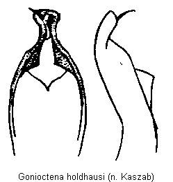 gonioctena_holdhausi.gif