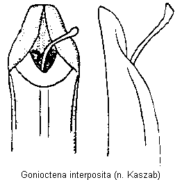 gonioctena_interposita.gif