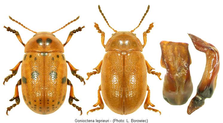 gonioctena_leprieuri.jpg