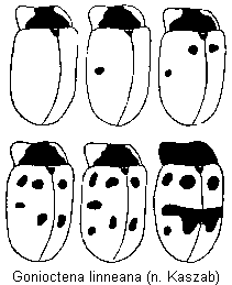 gonioctena_linneana_var.gif
