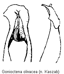 gonioctena_olivacea.gif