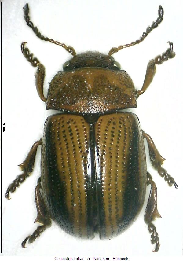 gonioctena_olivacea_hab.jpg
