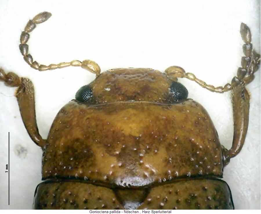 gonioctena_pallida_vk.jpg