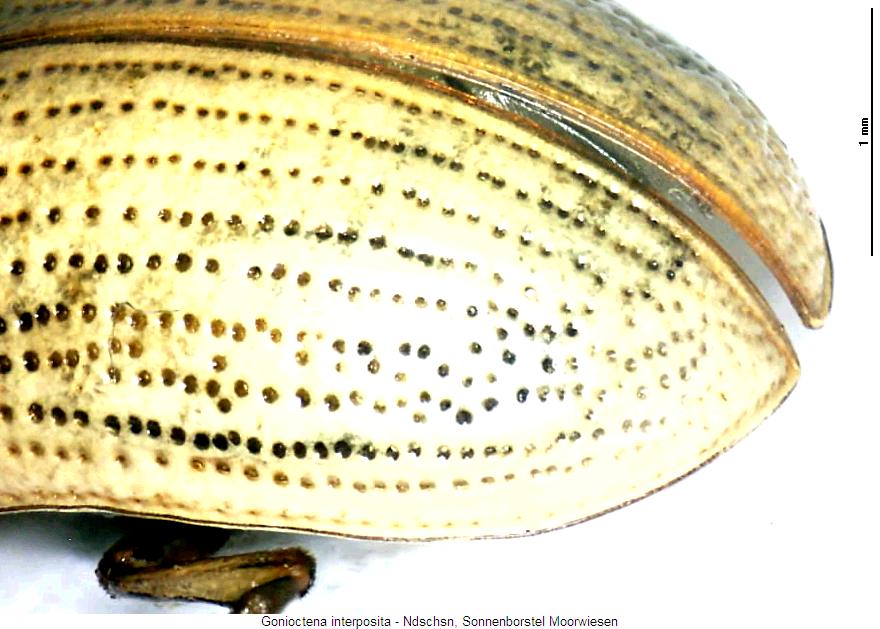 gonioctena_quinquepunctata_fld.jpg