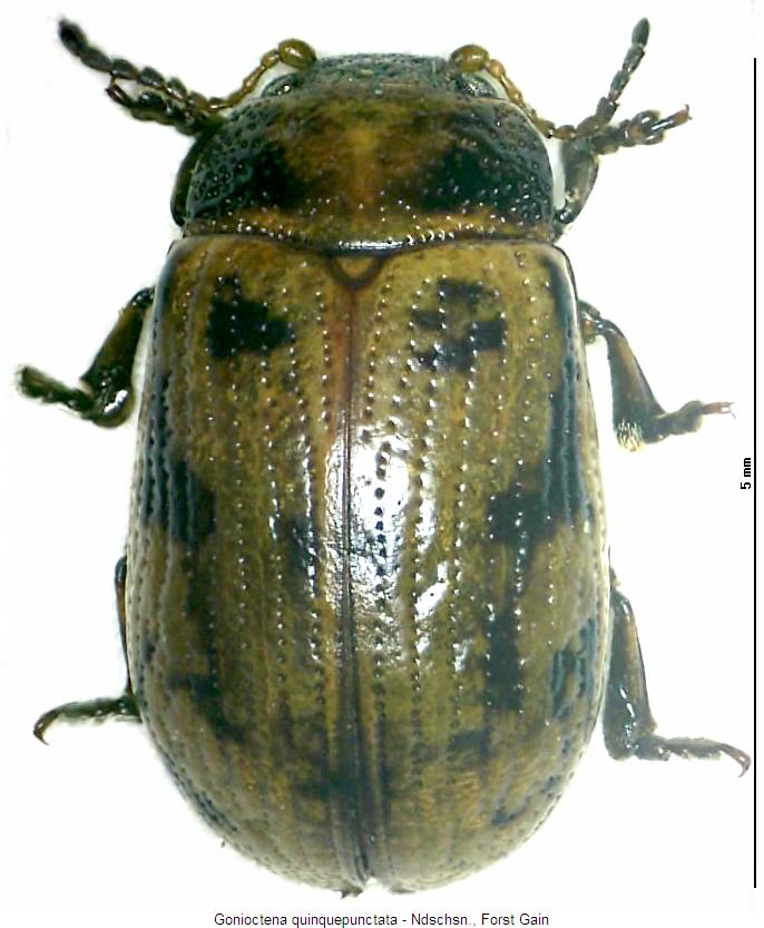 gonioctena_quinquepunctata_hab3.jpg