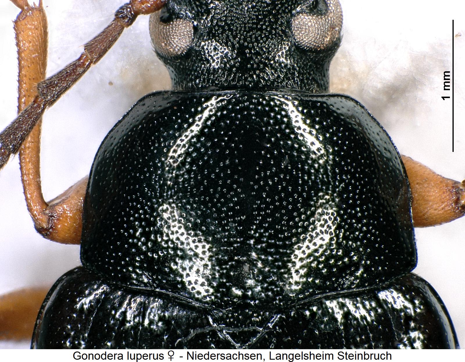 gonodera_luperus_w_hsch.jpg