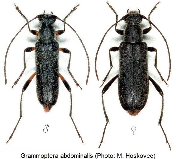 grammoptera_abdominalis_hab.jpg
