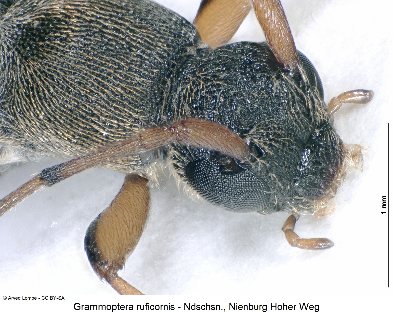 grammoptera_ruficornis_ck31533305_k.jpg
