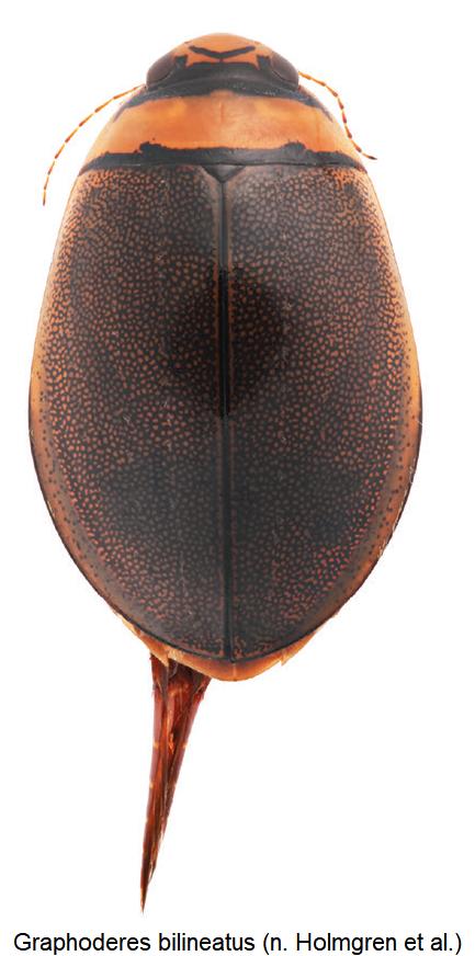 graphoderes_bilineatus_hab.jpg