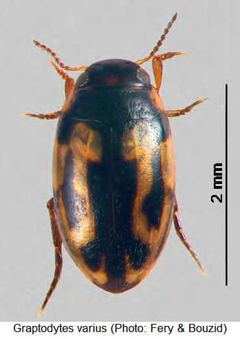 graptodytes_varius_hab.jpg