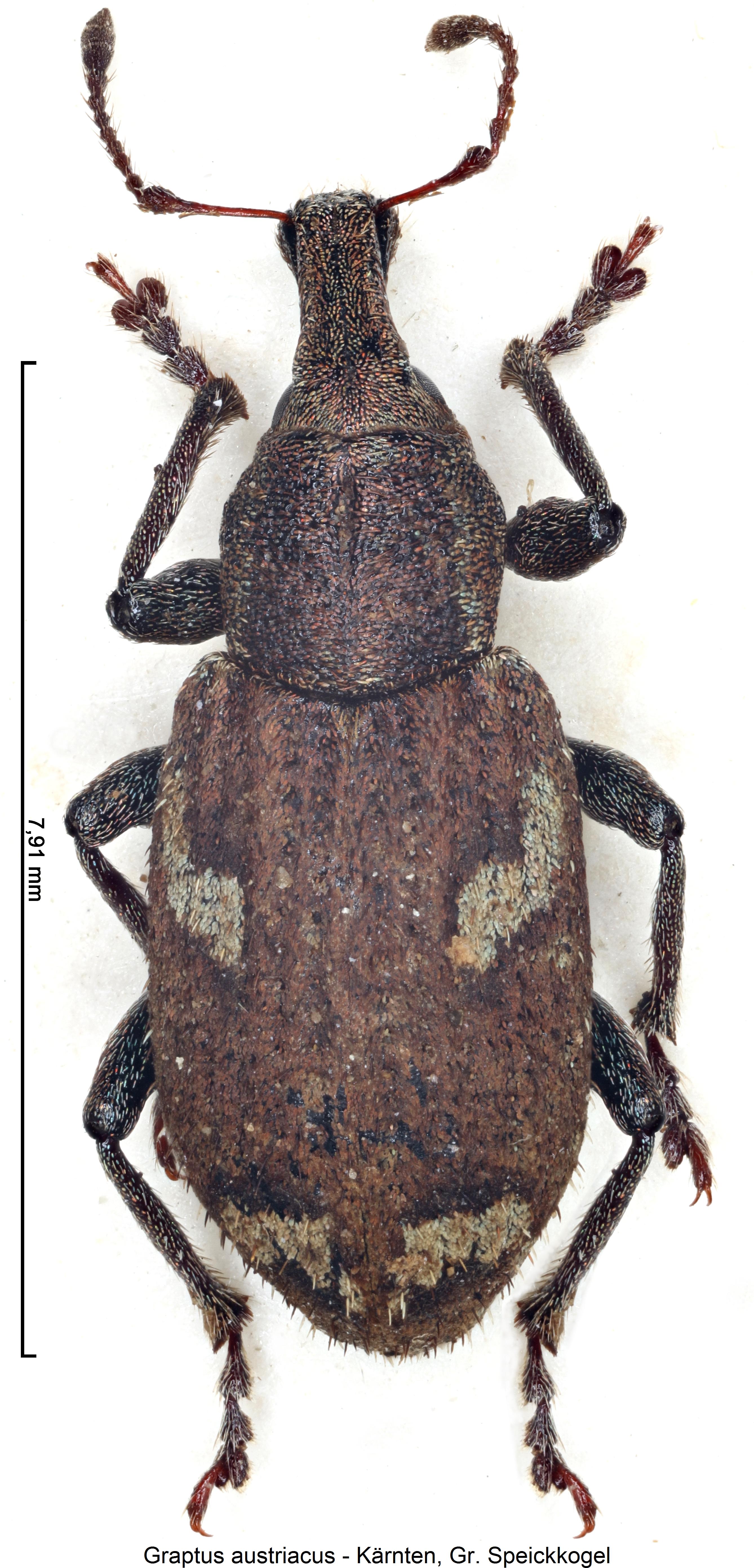 graptus_austriacus_hab.jpg