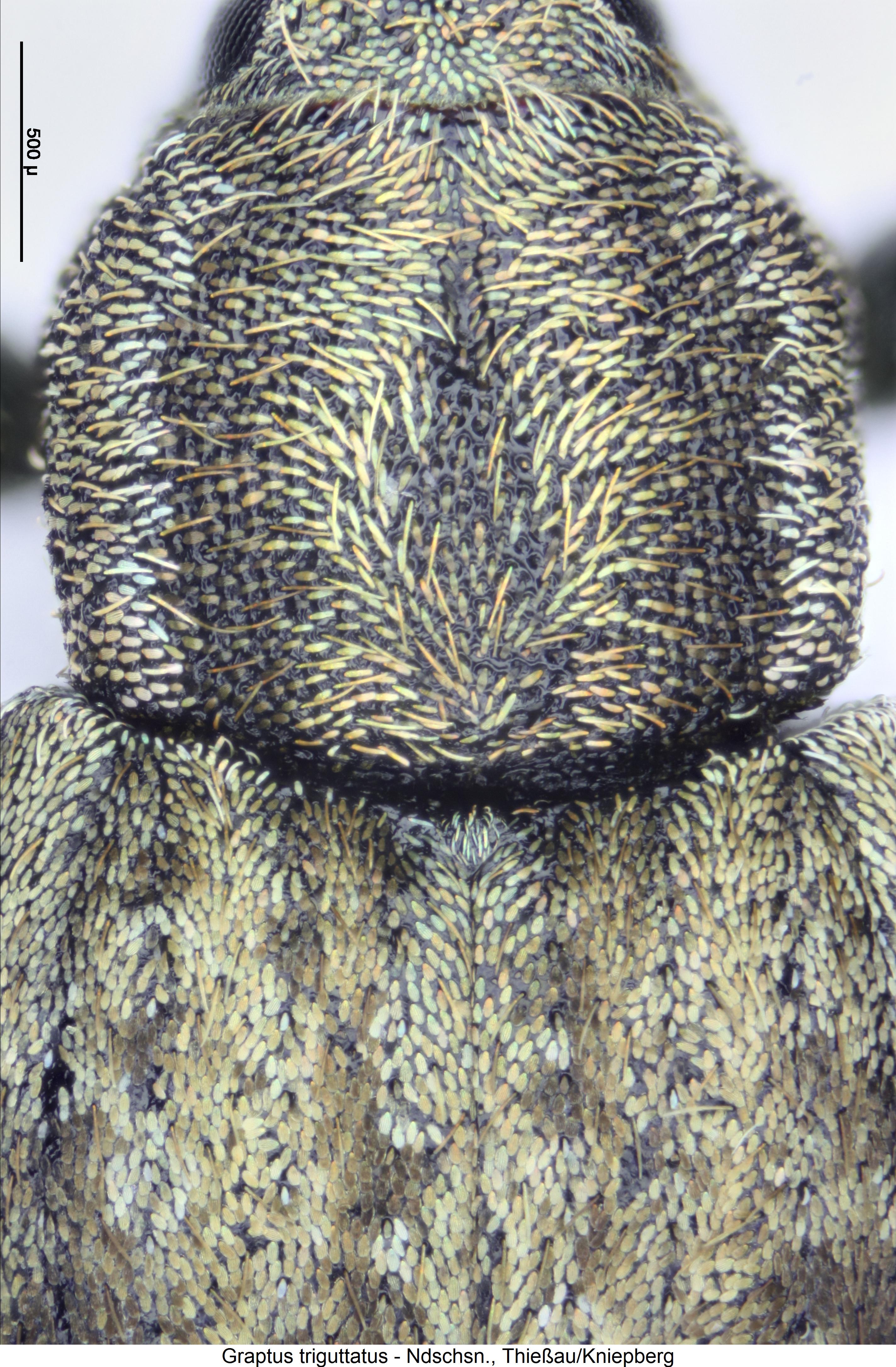 graptus_triguttatus_vk.jpg
