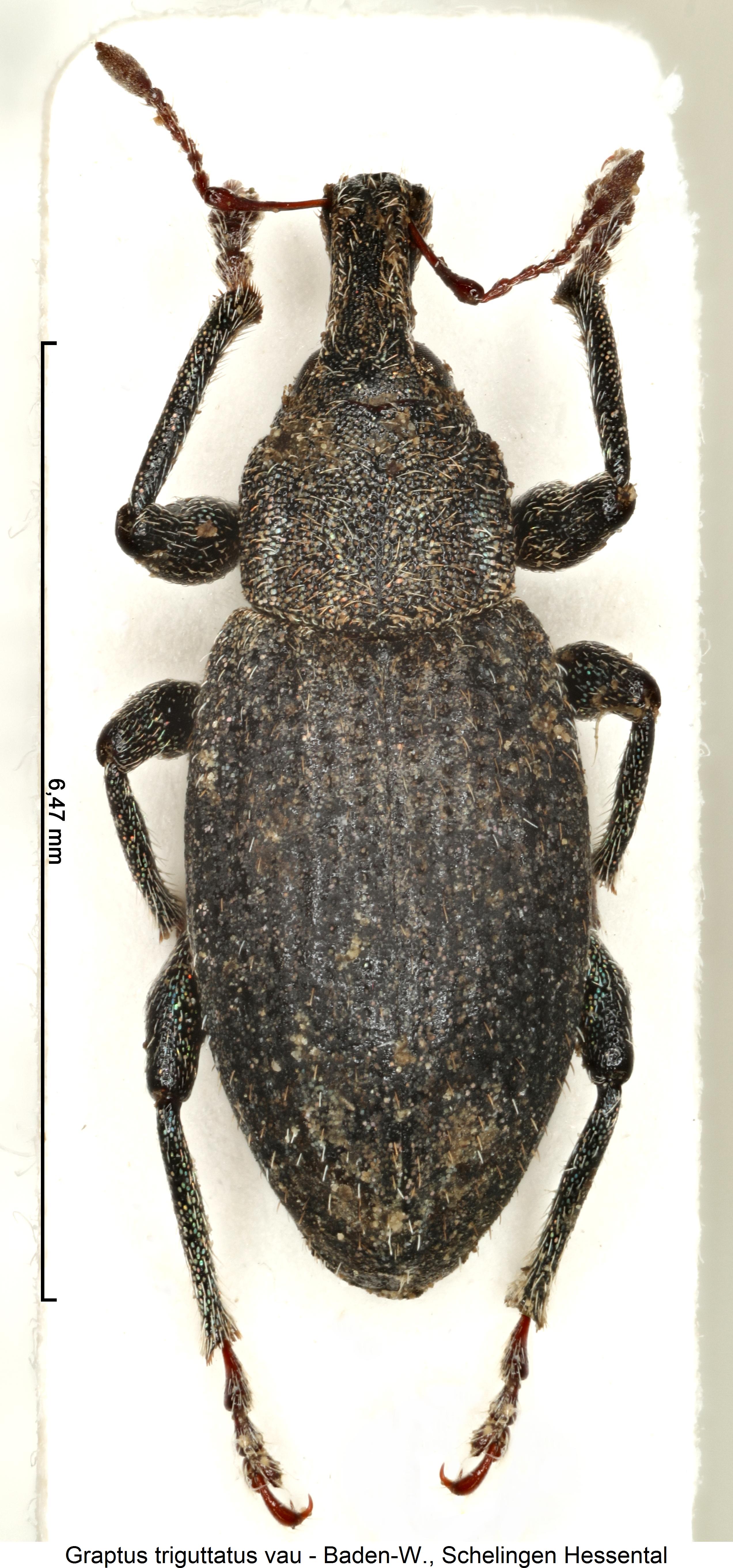graptus_vau_hab.jpg