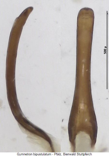 gymnetron_bipustulatum.jpg