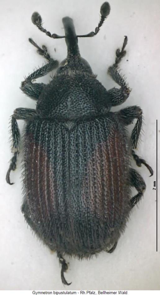 gymnetron_bipustulatum_hab.jpg