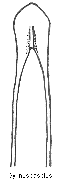 gyrinus_caspius.gif