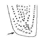 gyrinus_caspius_fld.gif